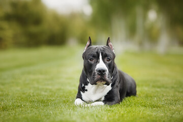 american staffordshire terrier  in the park