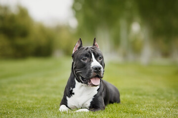 american staffordshire terrier  in the park