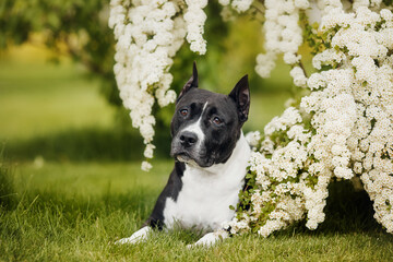 american staffordshire terrier  in the park