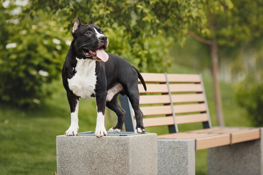 american staffordshire terrier  in the park