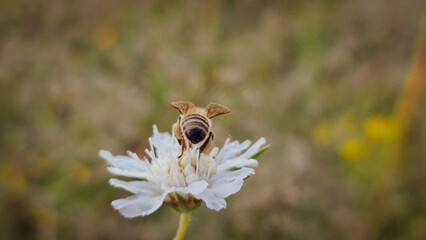 bee on a flower