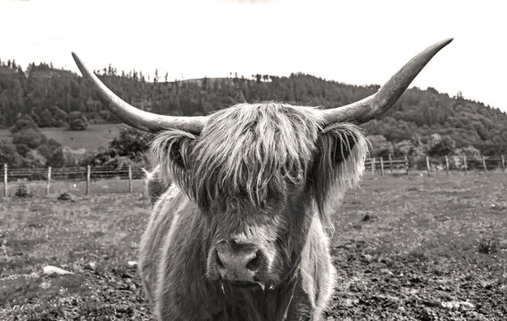 Schottisches Hochlandrind oder  Highland Cattle oder Kyloe  Zottelfell und den charakteristischen H&ouml;rnern geh&ouml;ren Hochlandrinder zu den Wahrzeichen Schottlands.  Schwarz-wei&szlig;