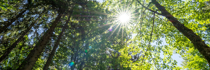Sun rays shining through trees. Panoramic background