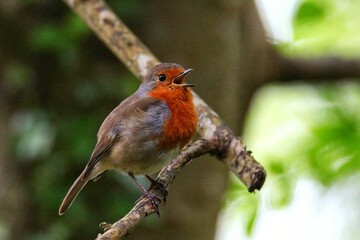 A Robin singing his song