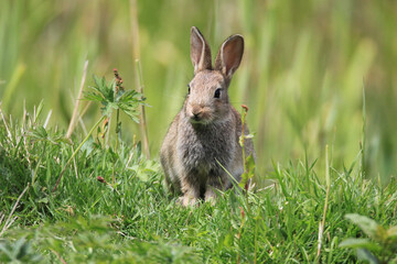 Bunny on red alert