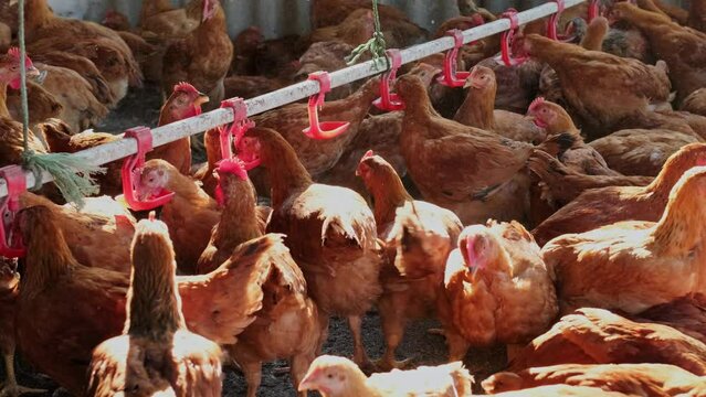 Free range eco backyard henhouse Chickens hens drinking water by nipple drinker 
