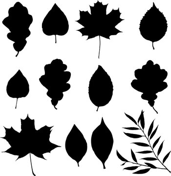 Leaves black silhouettes isolated on white background set