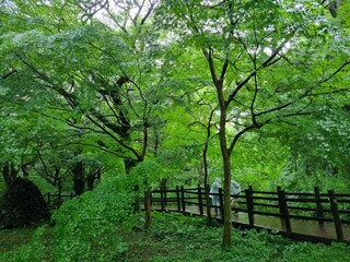 Forest in Jeju Island