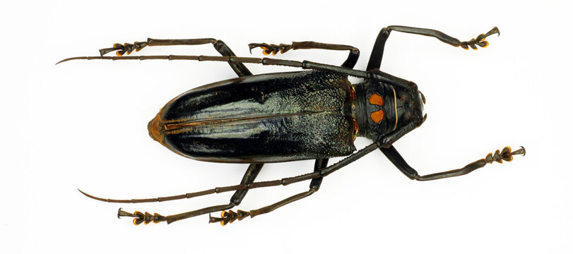 Beetle isolated on white. Black longhorn beetle Batocera bruyni macro, collection beetles, cerambycidae, coleoptera, entomology