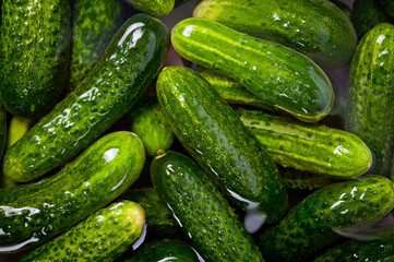 Fresh juicy clean cucumbers lying tightly next to each other. Preparing for conservation and salting.