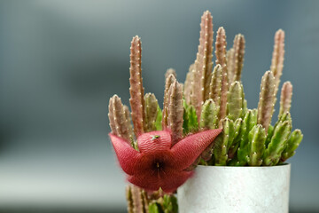 Stapelia cactus flower close-up in a pot on a gray background.