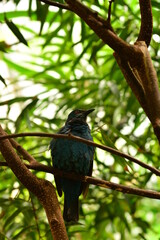 Vogel - Bird - Animal