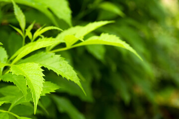 Beautiful nature view green leaf on blurred greenery background copy space