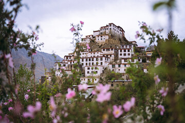 Beautiful landscape of key monastery captured in between blurred pink flowers. Himachal and Spiti Tourism. - obrazy, fototapety, plakaty