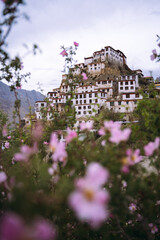 Beautiful landscape of key monastery captured in between blurred pink flowers. Himachal and Spiti Tourism.