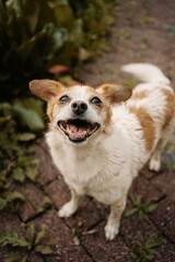Naklejka na ściany i meble happy cute little dog in the garden - Jack Russell Terrier