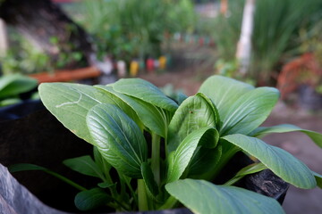Obraz premium Close-up photo of Brassica Rapa or Pakcoy or Bok Choy better known as green mustard planted in hydroponic pots in a home garden
