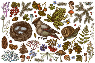 Mysterious forest hand drawn vector illustrations collection. Colored waxwing, snail, nest, pool frog, moss, spruce branch, pine cones, mushrooms, insect, aspen mushroom, porcini, red currant, oak