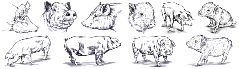 Vintage engrave isolated pig set illustration ink pork sketch. Swine background hog piggy art
