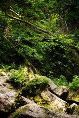 A natural formation called Nova rasovna. This is the sinking of a stream called Bila voda. The unit is located in the Moravian Karst, South Moravia, Czech Republic.