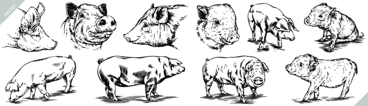 Vintage engrave isolated pig set illustration ink pork sketch. Swine background hog piggy vector art