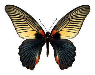 Butterfly isolated on white. Colorful black yellow red butterfly Papilio memnon female form macro, collection butterflies, papilionidae, entomology, lepidoptera
