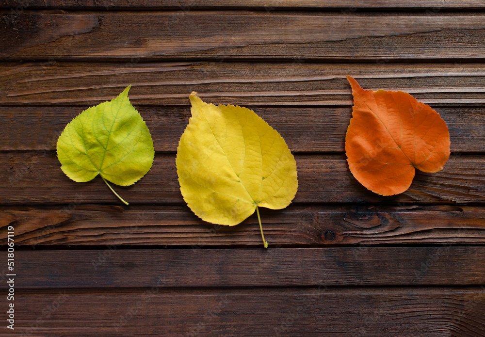 Sticker Autumn frame for your idea and text. Autumn fallen dry leaves of yellow, red, green color, laid in the center of the frame on an old brown wooden board.