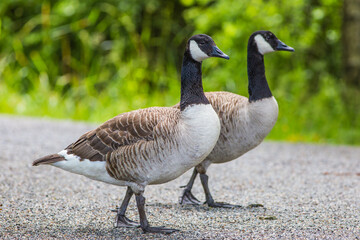 Two beautiful Canadian geese walking down a trail in a Swedish forest