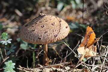 brown umbrella mushroom in a sunny spot on the forest floor