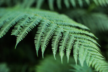 A beautiful fern leaf in the forest on a cool Swedish summer day