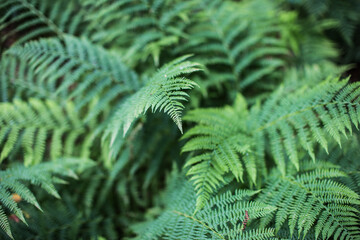 A beautiful bunch of fern leaves in the Swedish forest on a summer day in Scandinavia