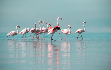 Fotobehang Wild african birds. Group birds of pink african flamingos  walking around the blue lagoon © Yuliia Lakeienko