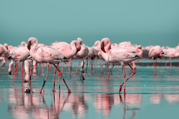 Wild african birds. Group birds of pink  flamingos  walking arou