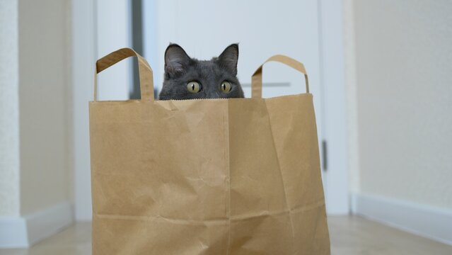 Yellow cat eyes peek out of a paper bag. Funny cat who hid in a bag from the supermarket. A gray cat sits in a bag and looks intently. The muzzle of a gray cat that looks out of the package