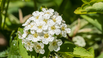 Spiraea Vanhouttei