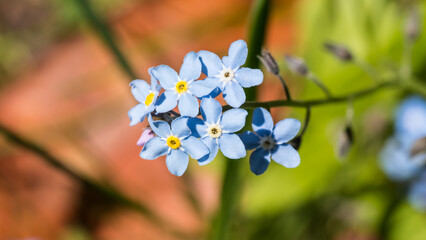 Forget Me Not