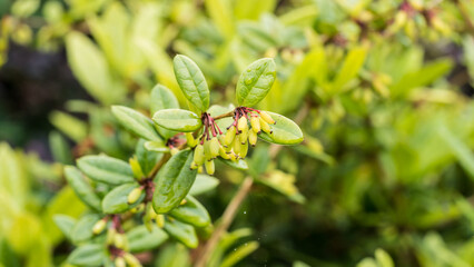 Berberis Blooms