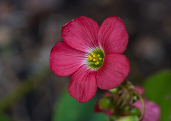 Oxalis Iron Cross