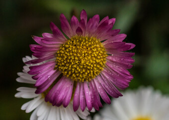 Fototapeta premium Blooming Pink Erigeron
