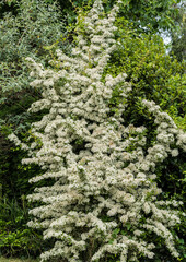 Pyracantha Blossom