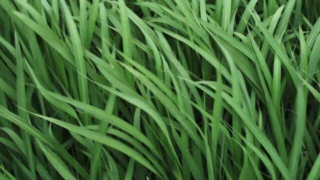 Grass in the wind. Long green grass sways in a light breeze. Calmness, nature, lightness concept.