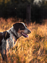 hunting dog in the field