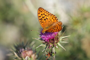 Orange butterfly on flower, plant pollination