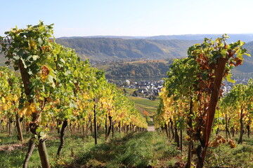 panoramic view of a little town in the distance seen through the grapevines in fall colors