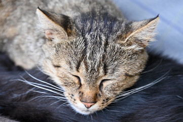 Afternoon nap of a yard cat 