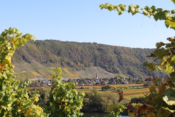 panoramic view of a little town in the distance seen through the grapevines in fall colors