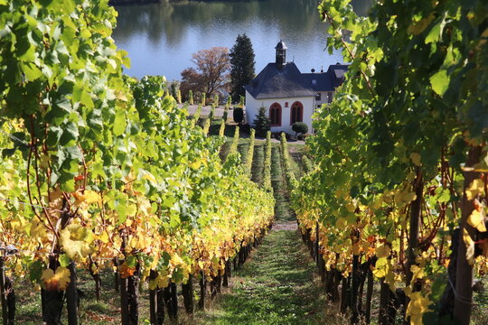 little white chapel seen through neat rows of grapevines with the Moselle river in the background
