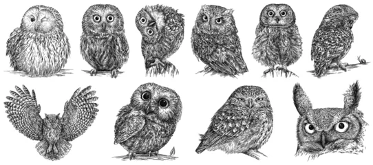 Fotobehang Uiltjes Vintage engrave isolated owl set illustration ink sketch. Wild owlet background night bird art  © Turaev