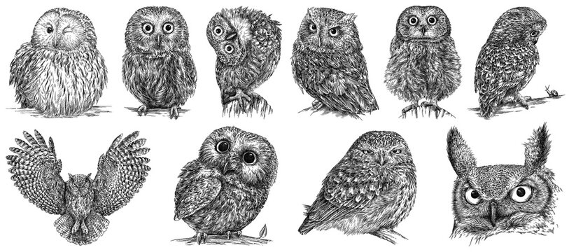 Vintage engrave isolated owl set illustration ink sketch. Wild owlet background night bird art