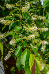 White inflorescence of Bird cherry